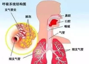 干细胞与人体的八大系统