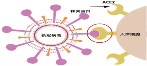 心脏损伤疾病患者的福音 干细胞有望从根源上逆转心肌损伤