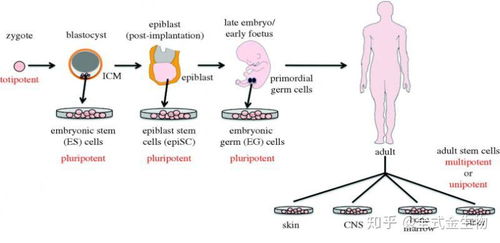 干货 如何培养人多能干细胞