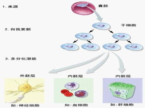 神奇的人体备份器 干细胞